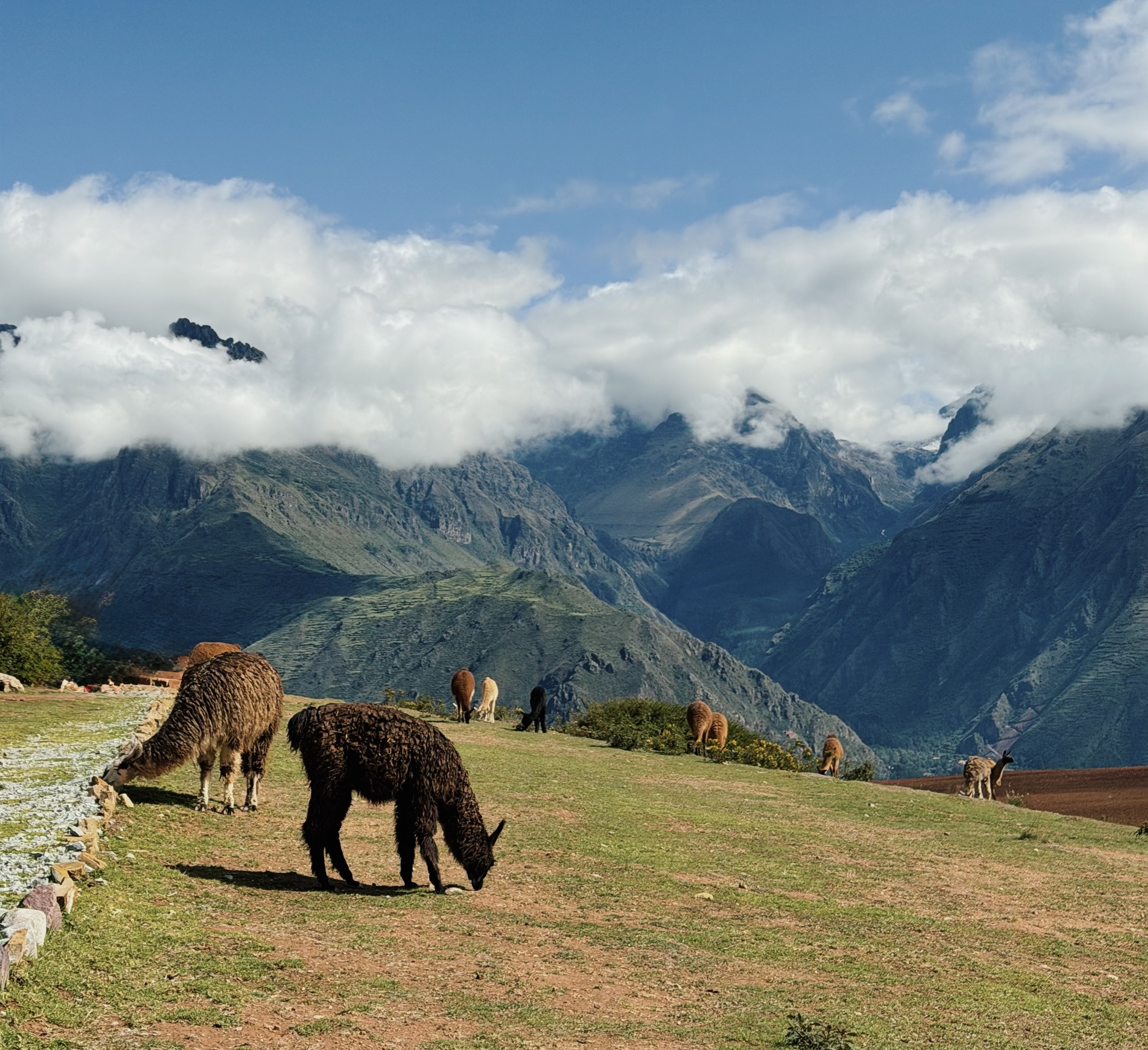 Sunshine, Alpacas, and the Andes: A Quick South American Escape